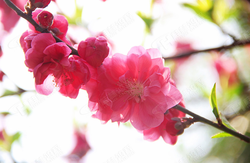 春暖花開，桂林鴻程誠(chéng)邀您共賞春景！